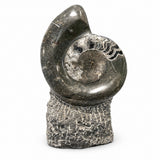 Ammonite Fossil